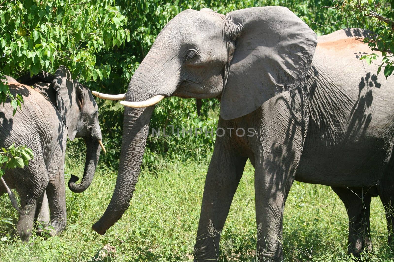 a group of elephant in their natural habitat