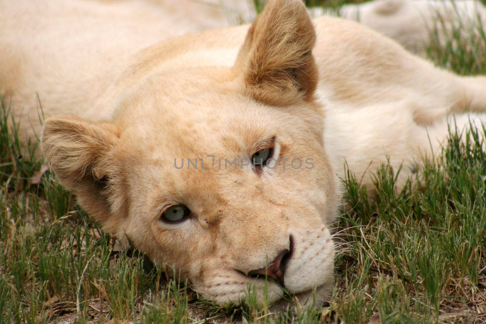 little lion