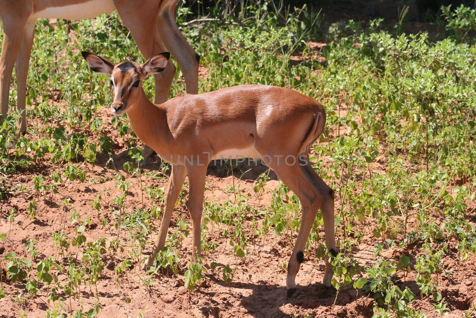 gazelles in Africa