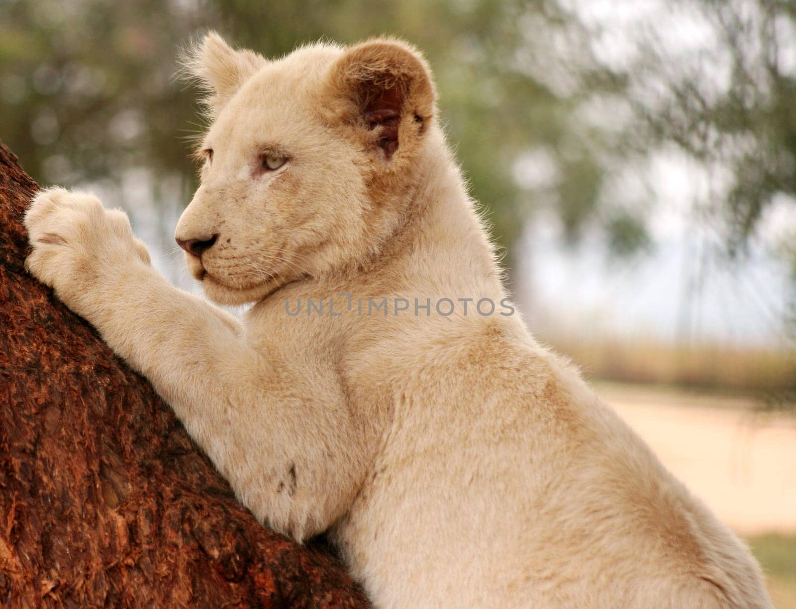 little lion