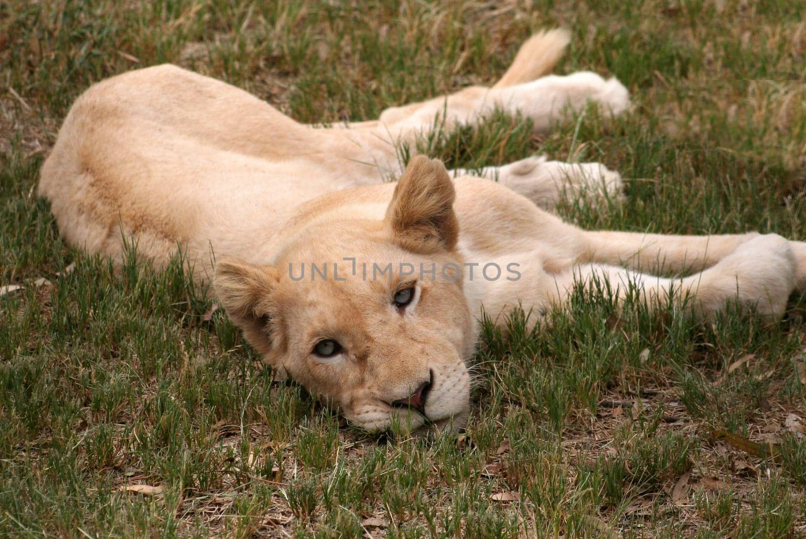 little lion