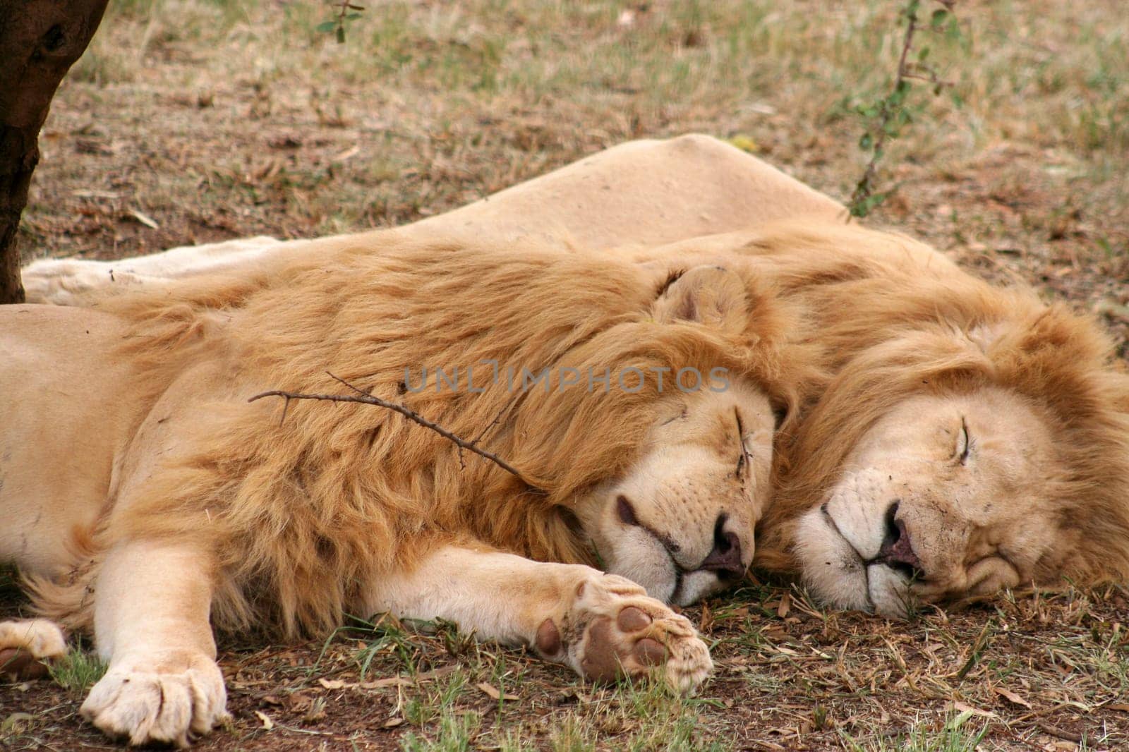 a couple of lion sleeping