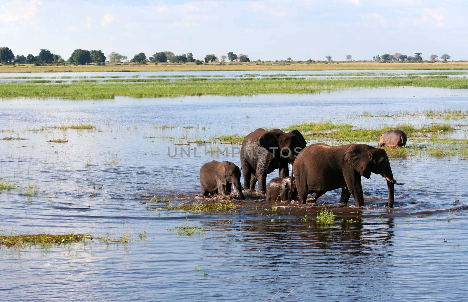 a group of elephant in their natural habitat