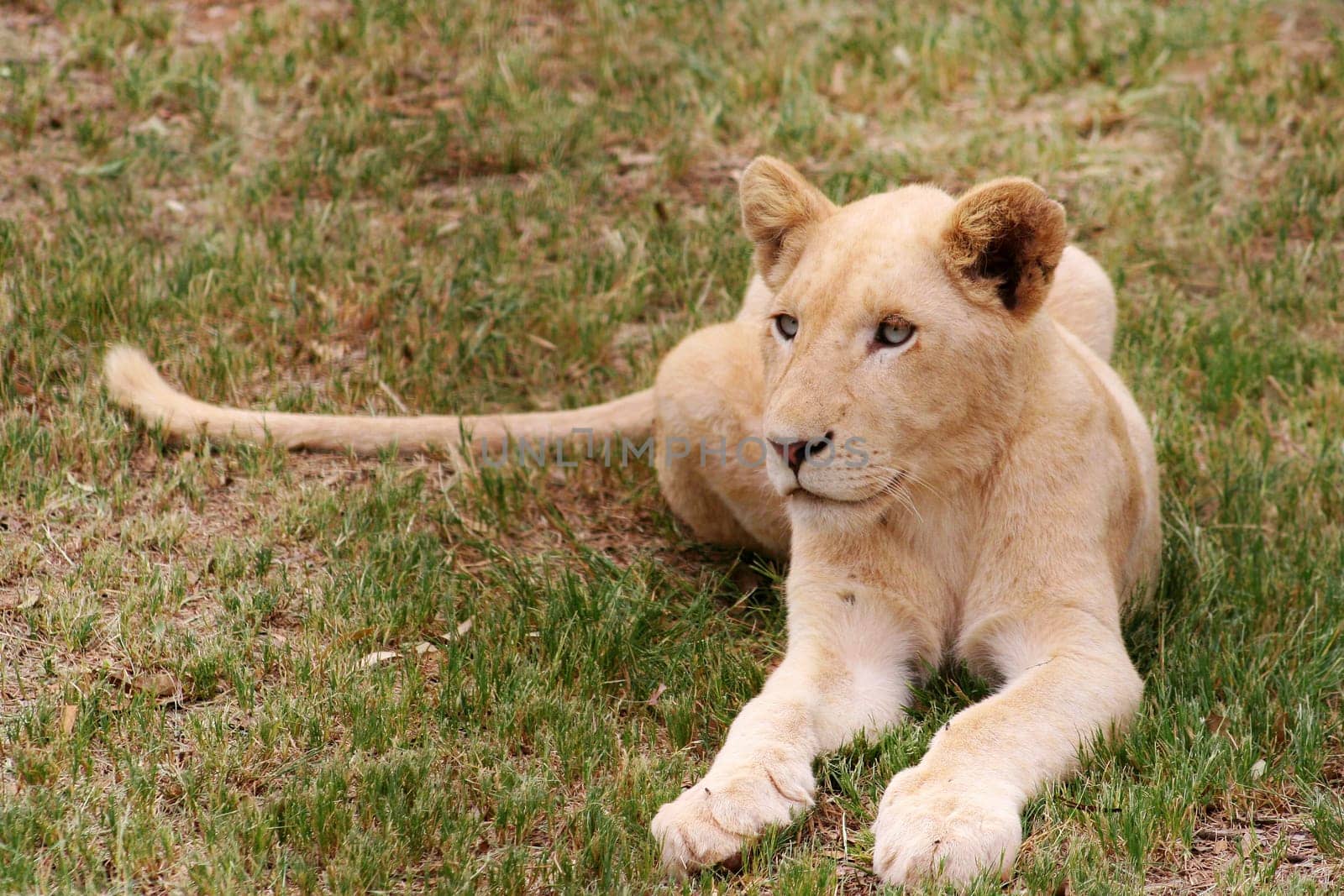 little lion