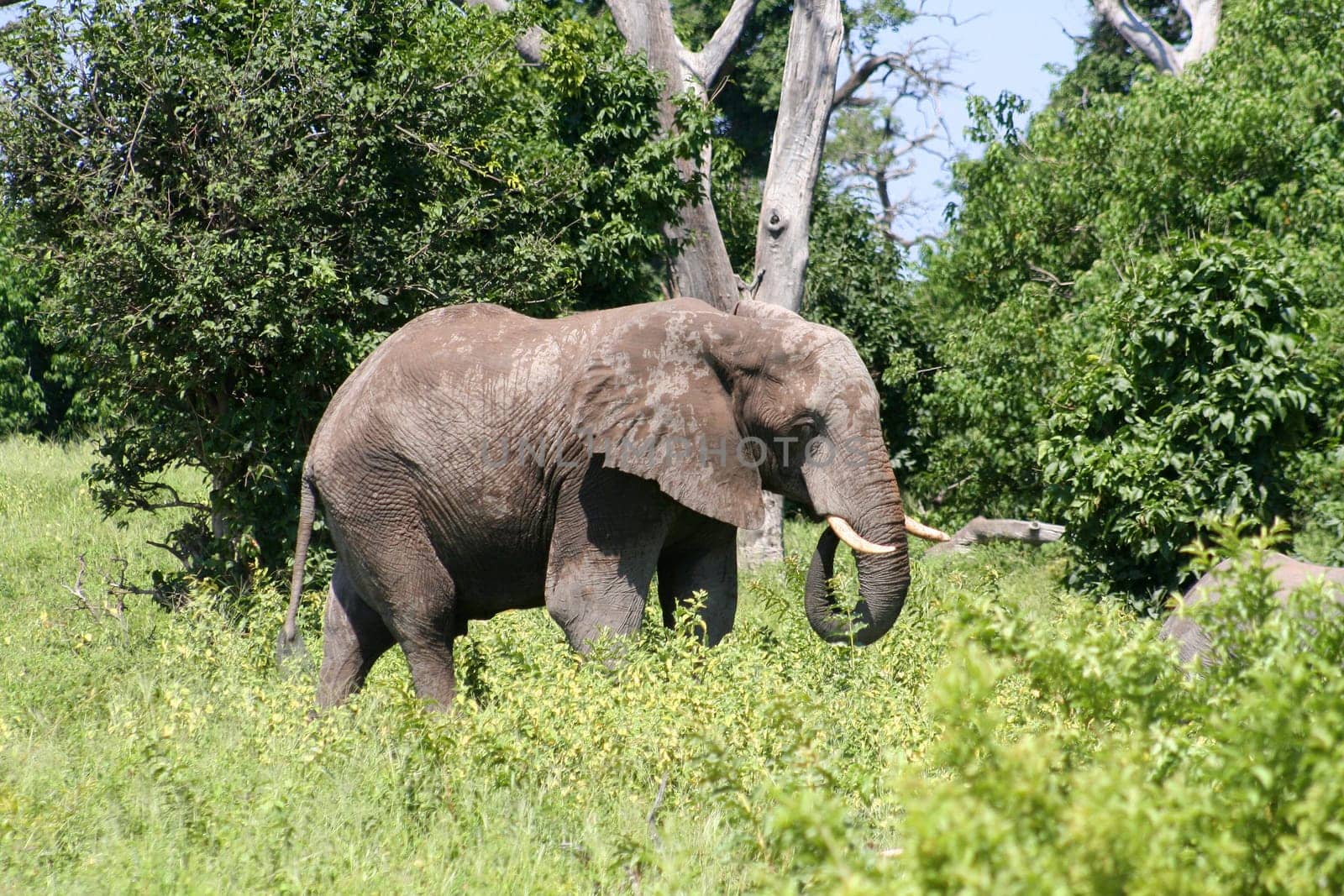 a group of elephant in their natural habitat