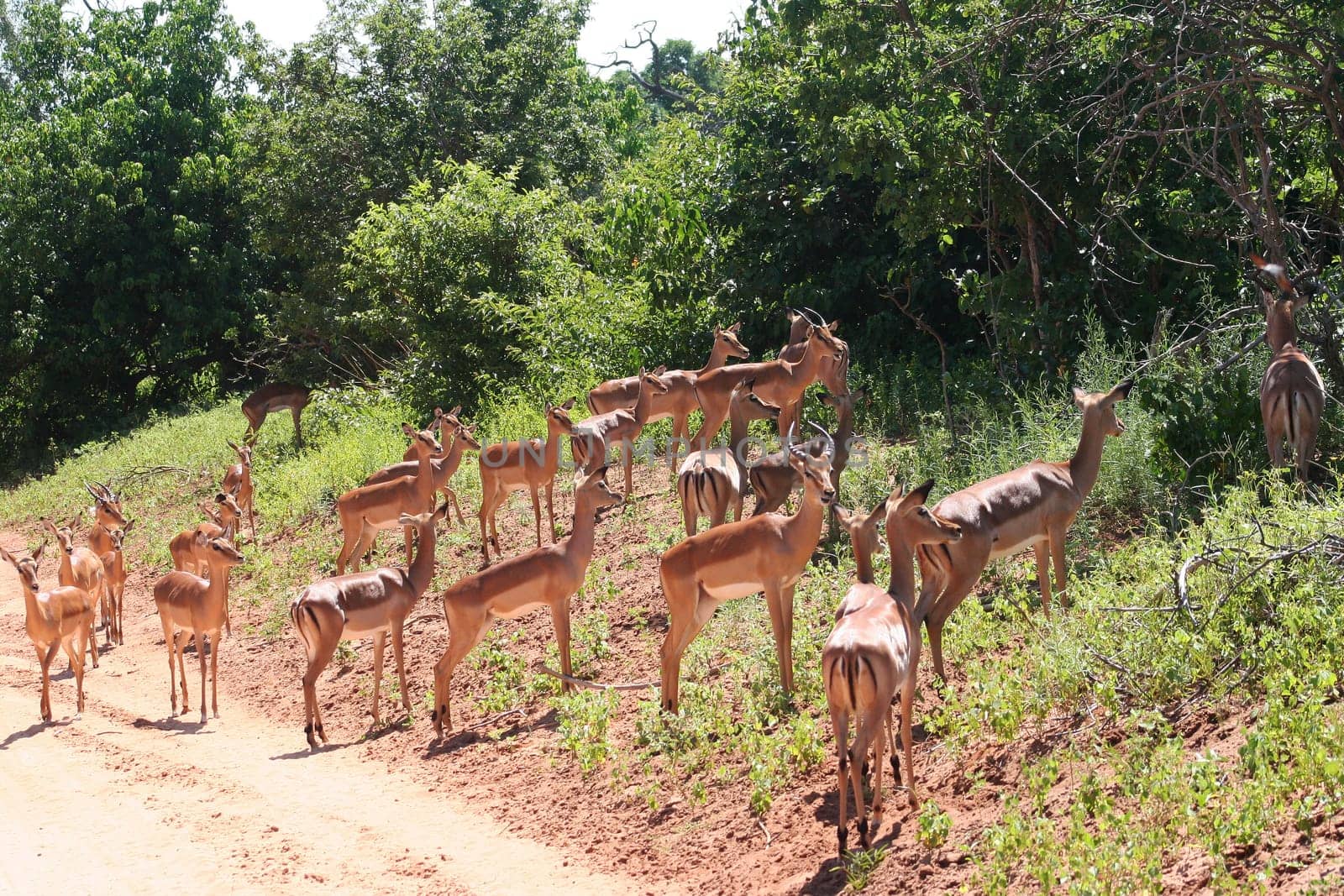 gazelles in Africa