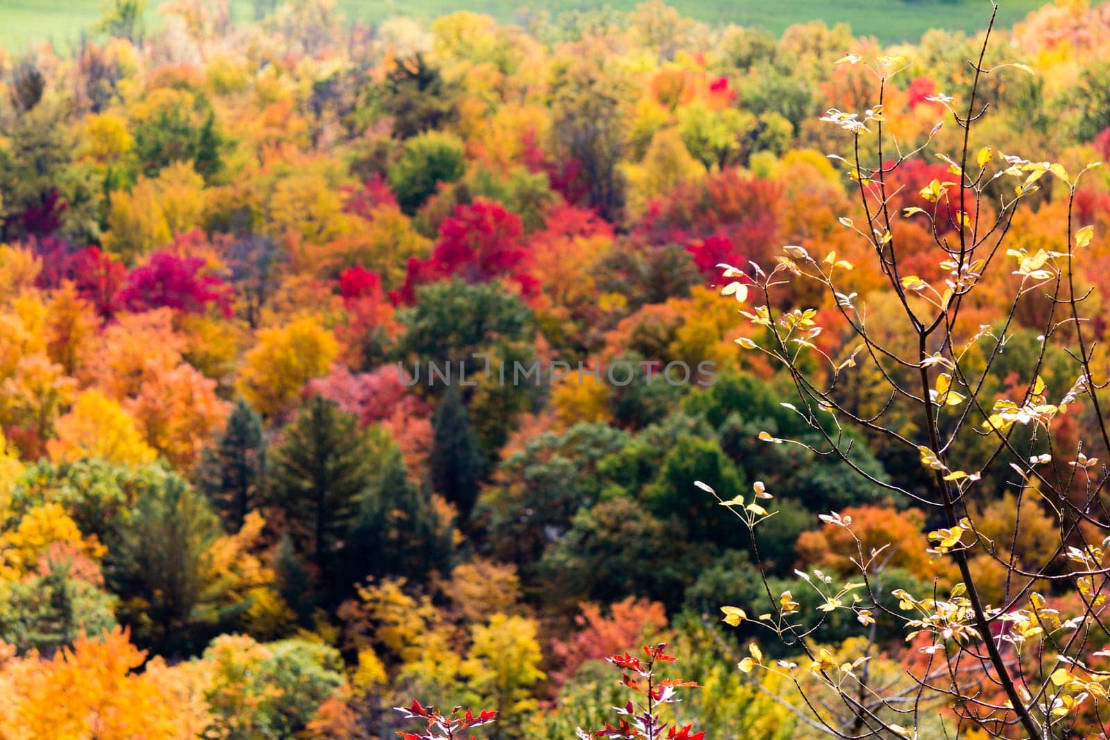 Colorful trees during autumn