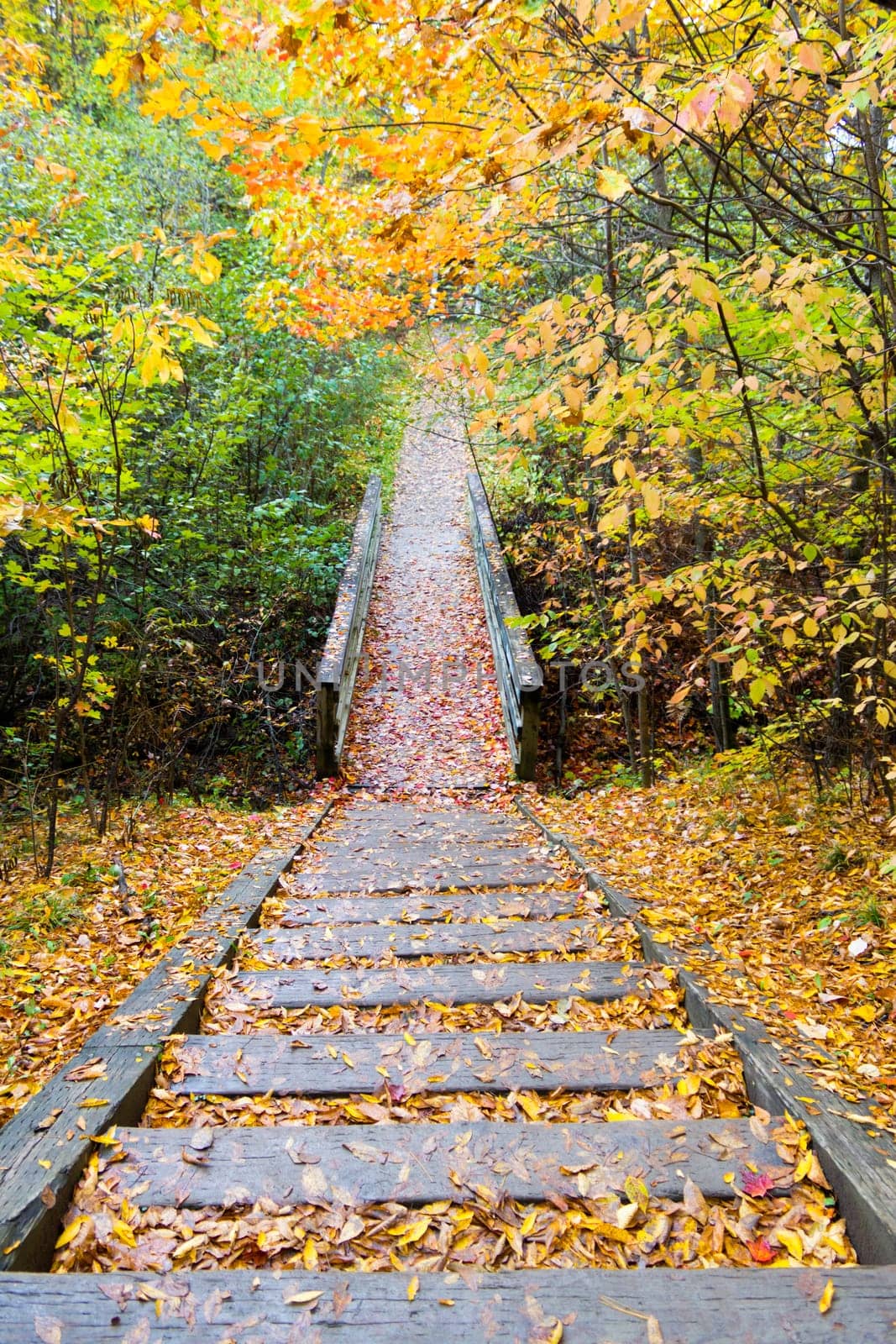 Trail in the forest