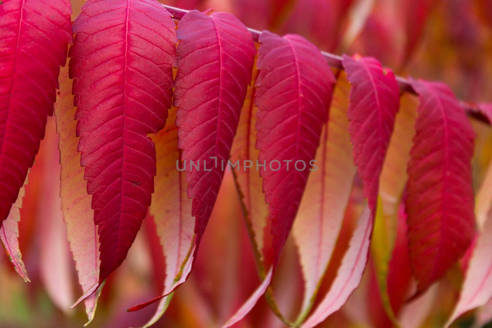 Beautiful red autumn leaves
