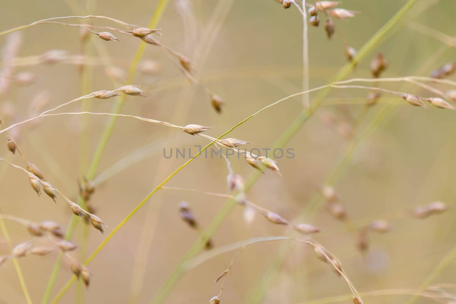 Wild grass background