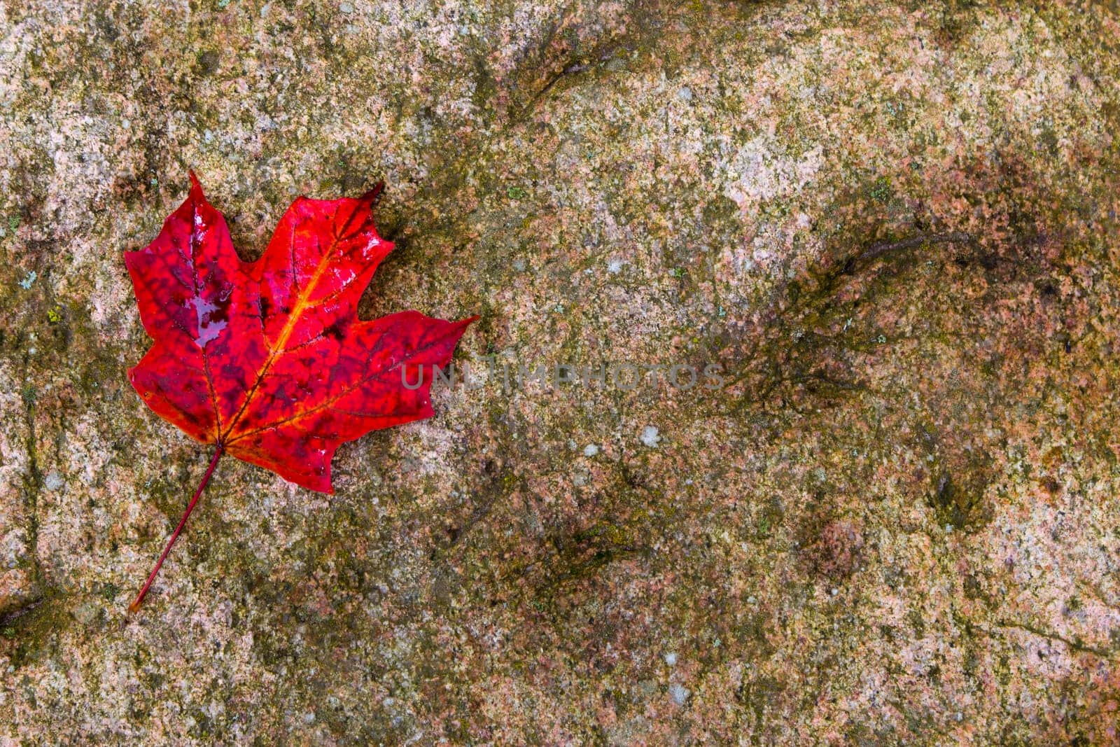 Red maple leaf on a rock - background