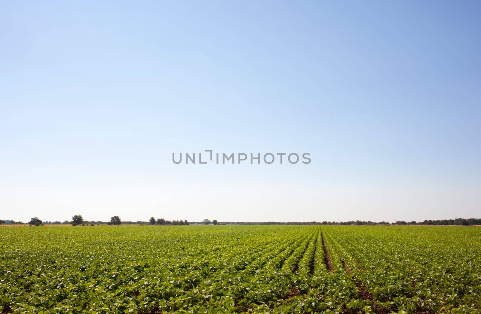 A field of green vegetable