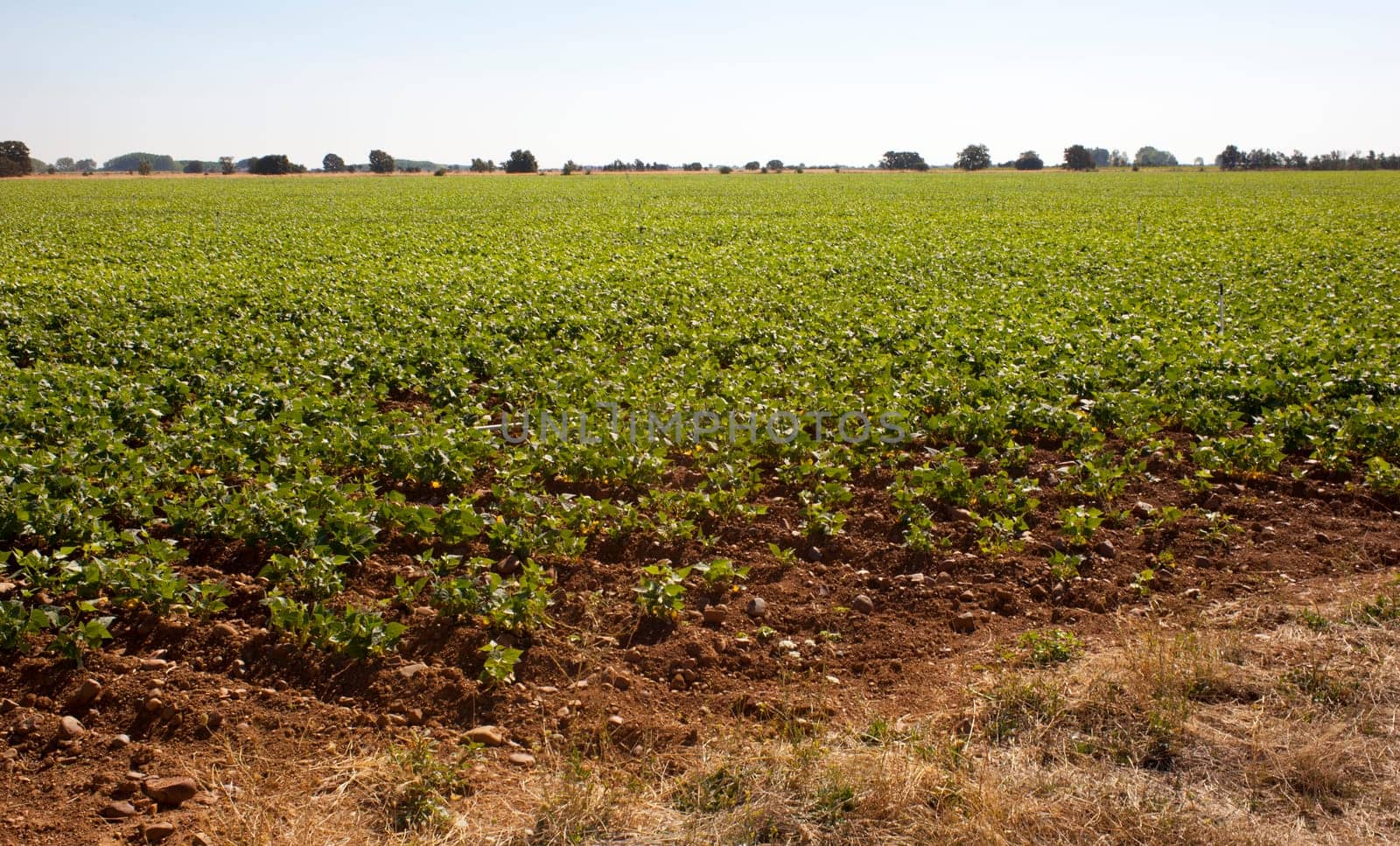 A field of green vegetable