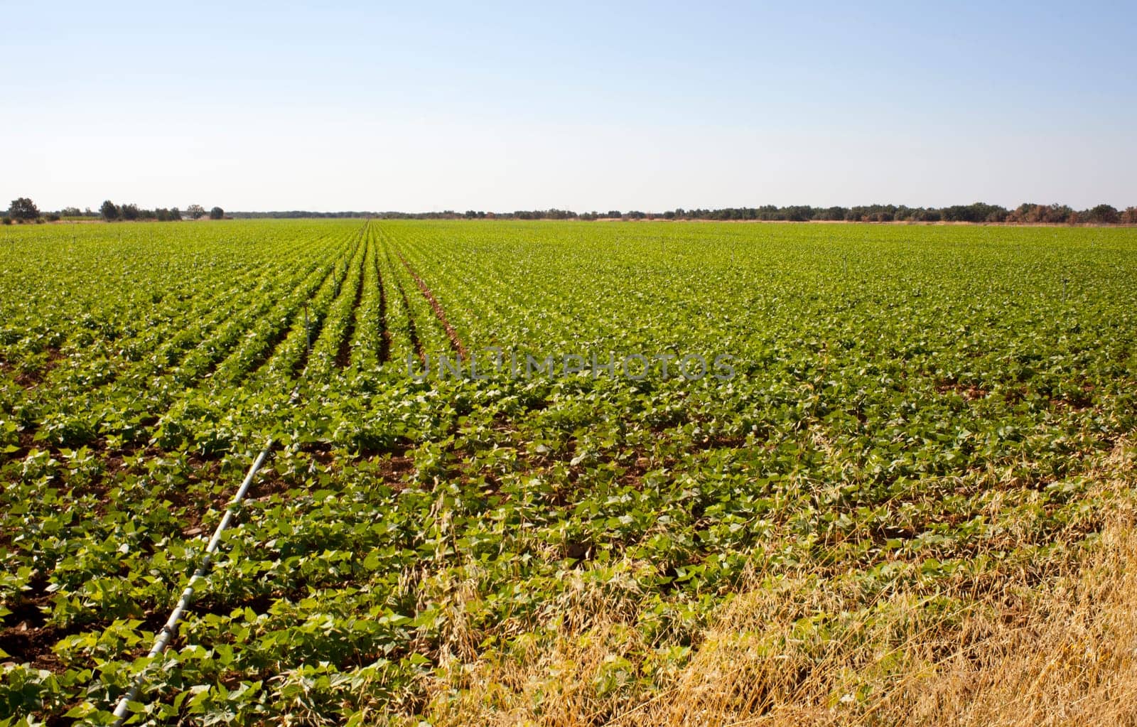 A field of green vegetable