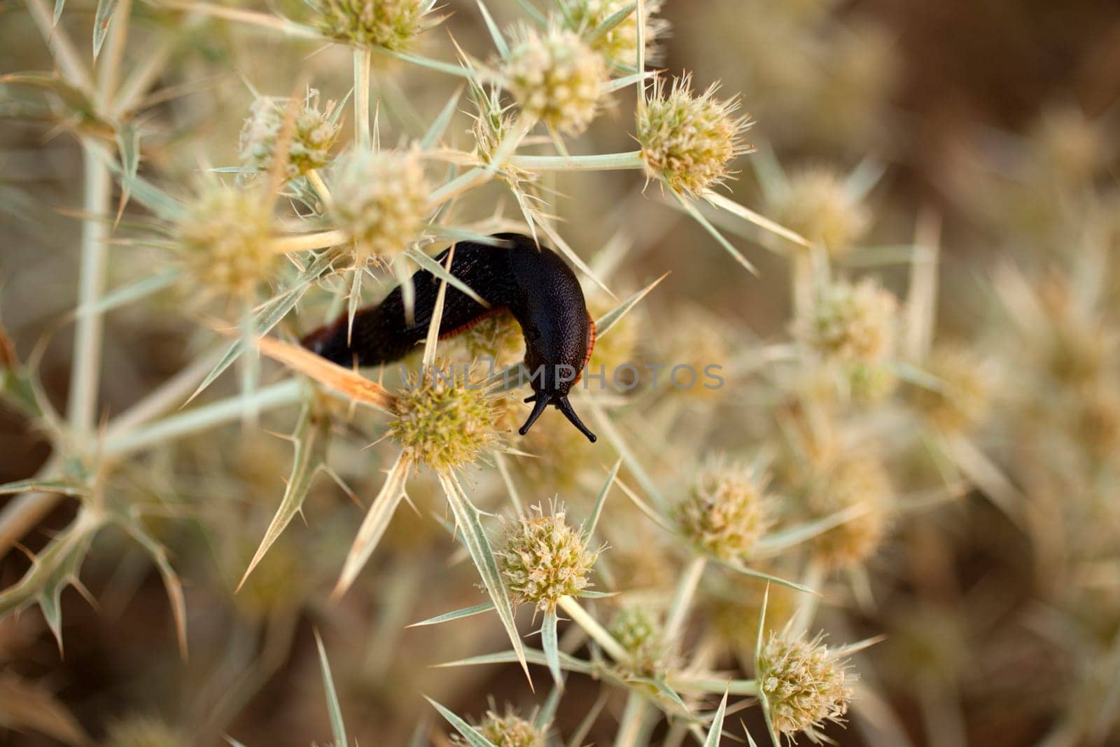 Snails without house on the bush