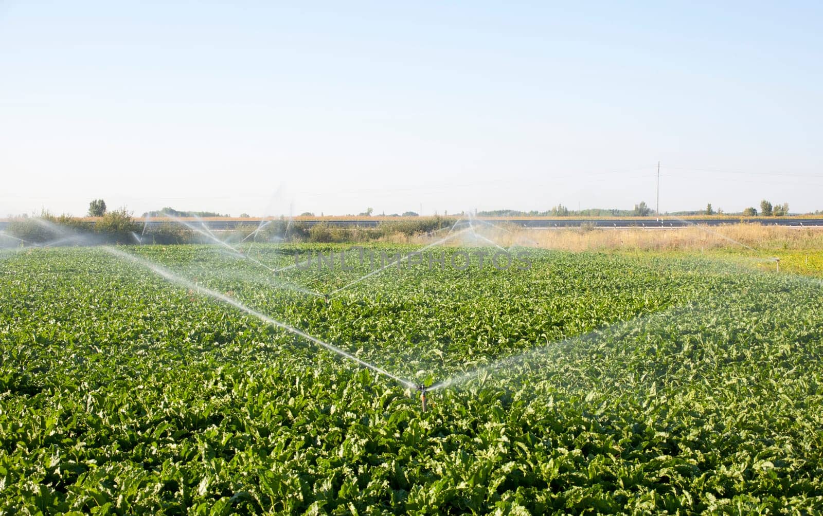 Sprinkler while Irrigating a field