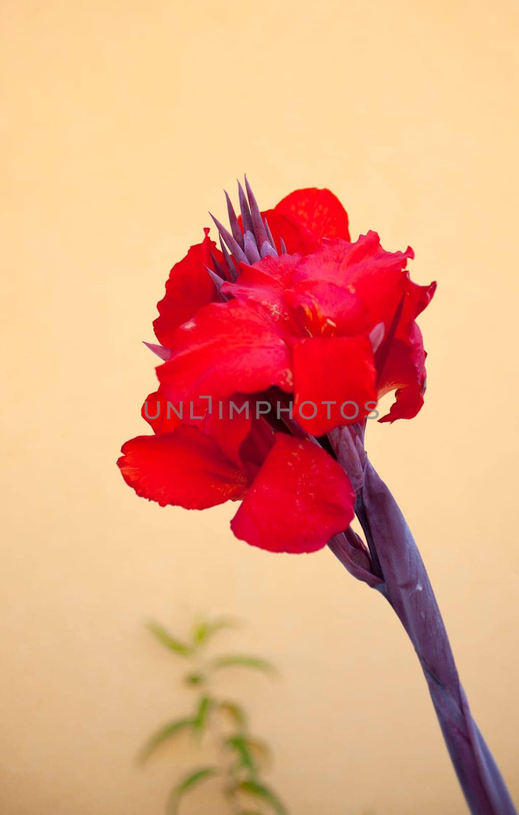 Photo of a red flower