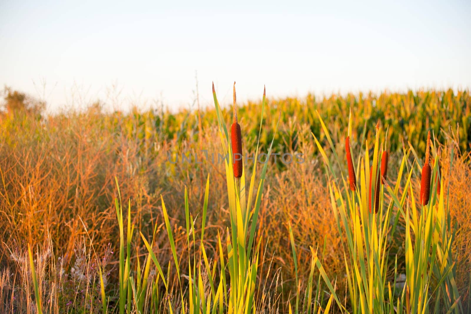Cane thicket in the countryside
