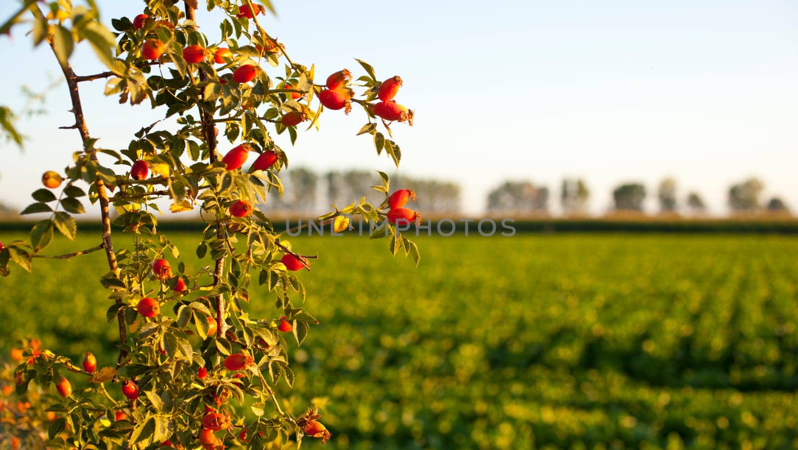 Rose hips from the bushes