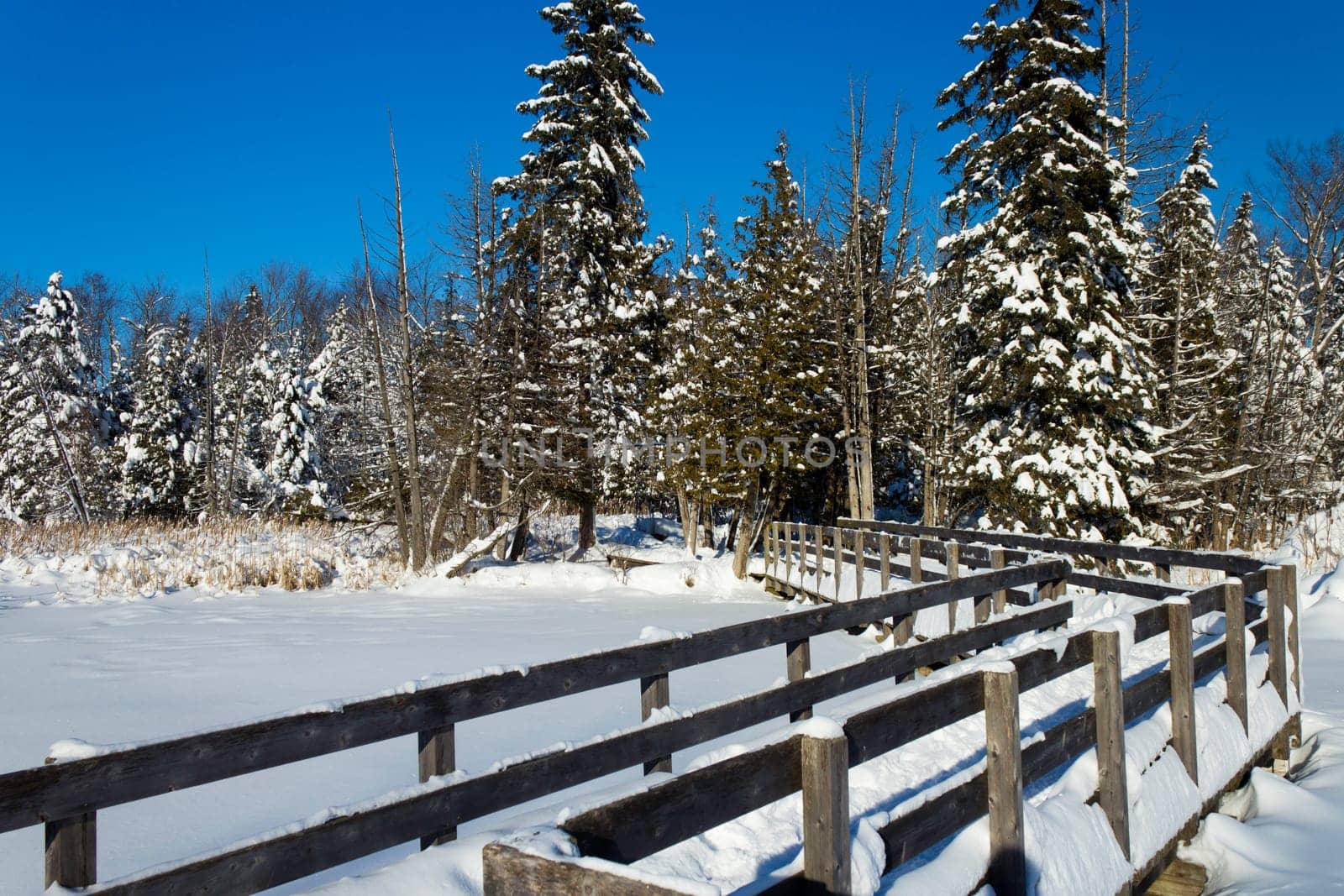 winter Scene