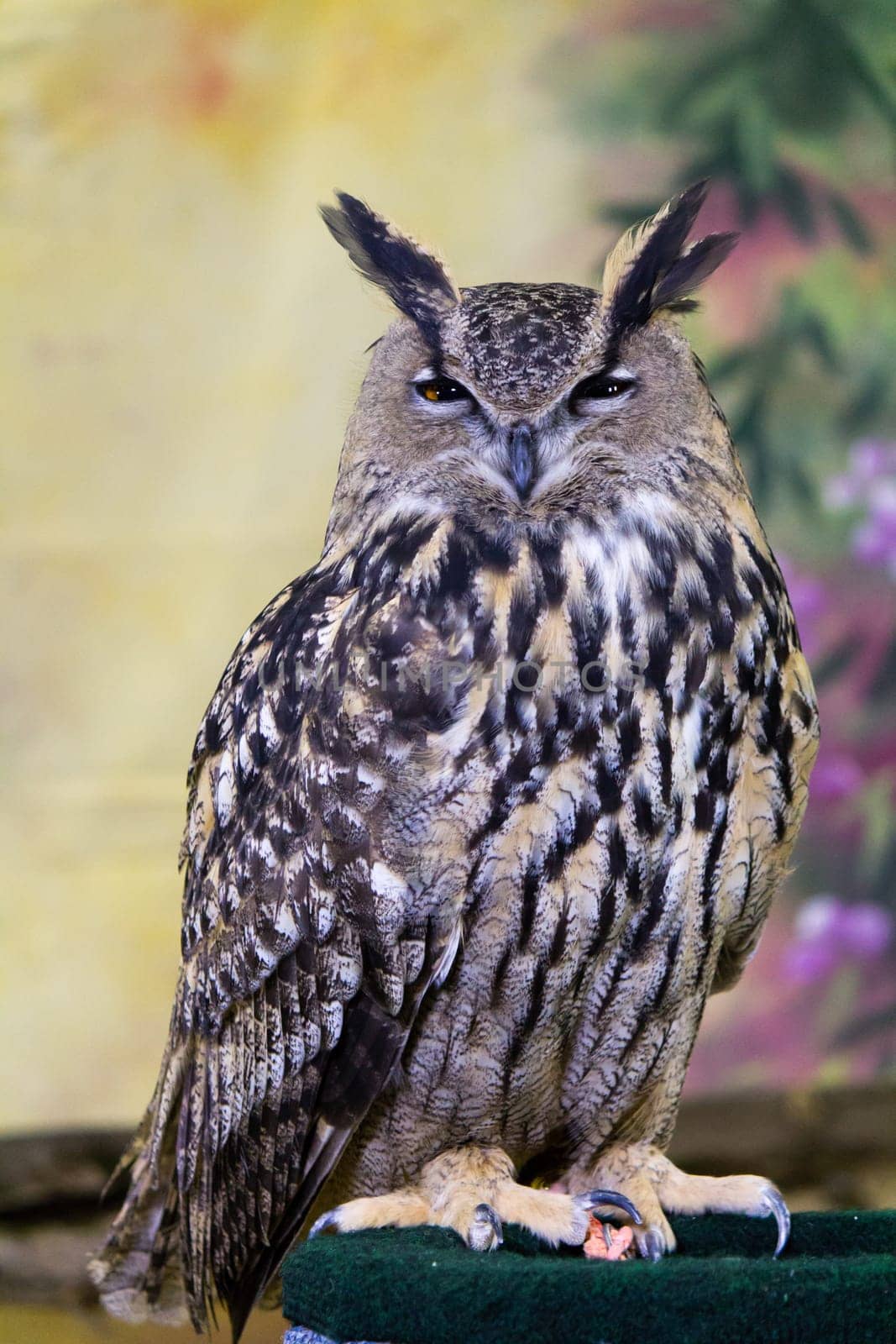 Spotted Eagle-Owl