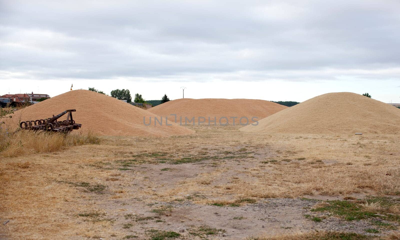 Wheat crop in spanish countryside