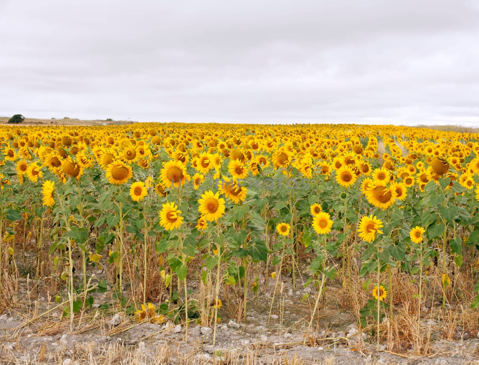 A lot of Sunflowers in spanish countryside
