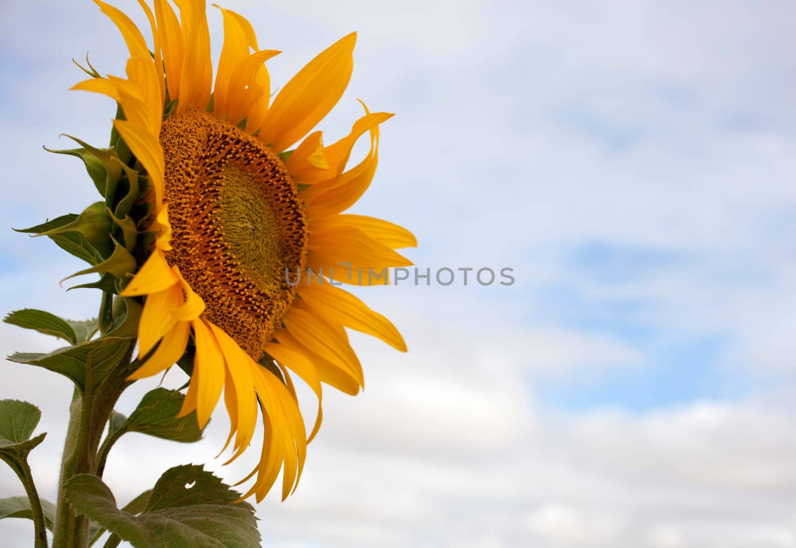 A lot of Sunflowers in spanish countryside