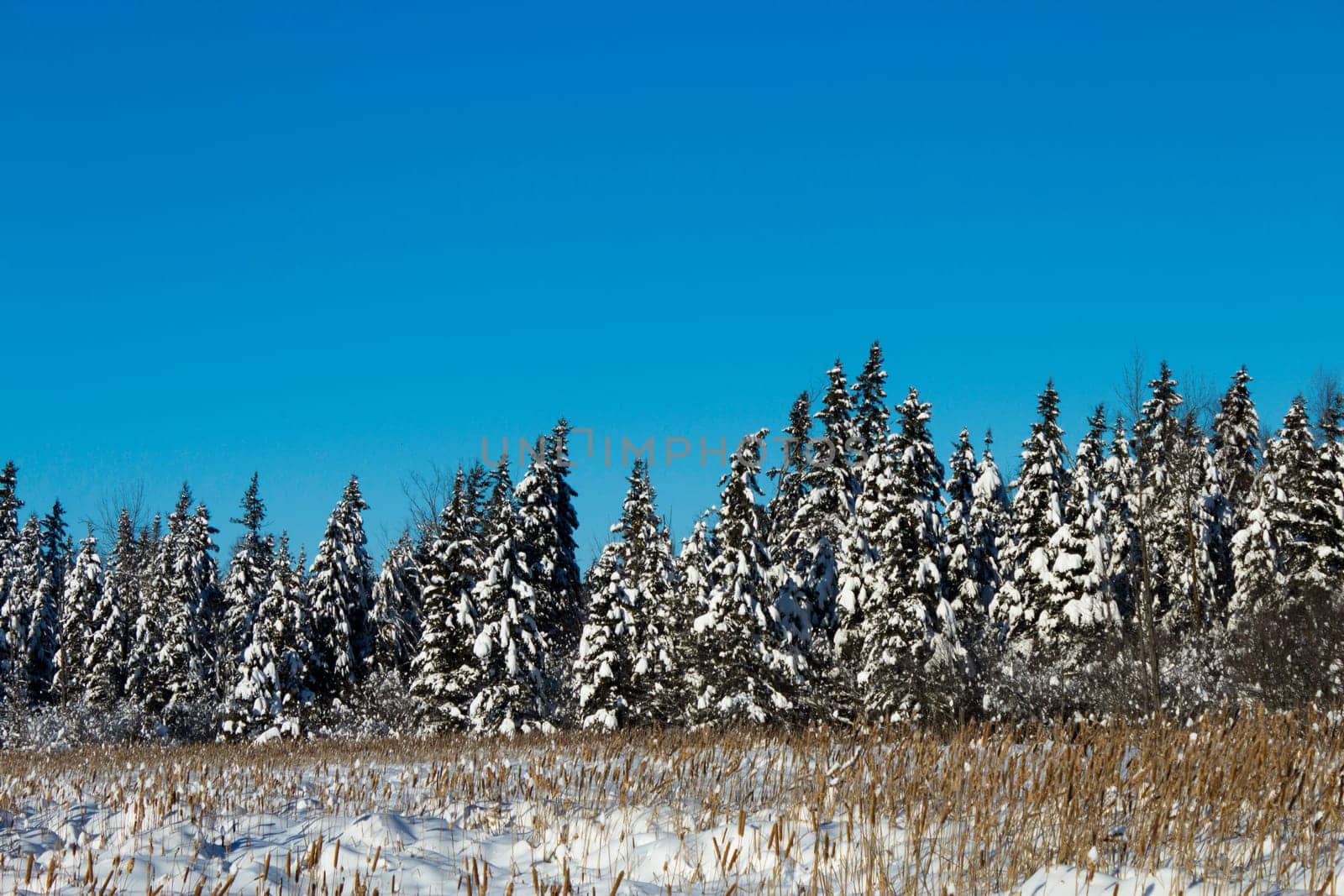 winter Scene