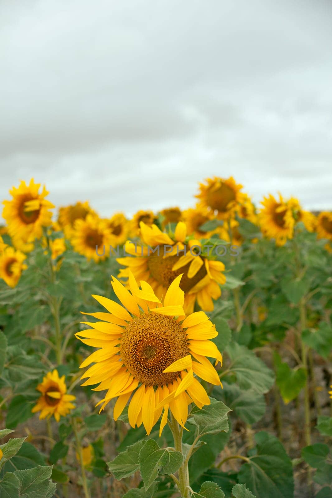 A lot of Sunflowers in spanish countryside