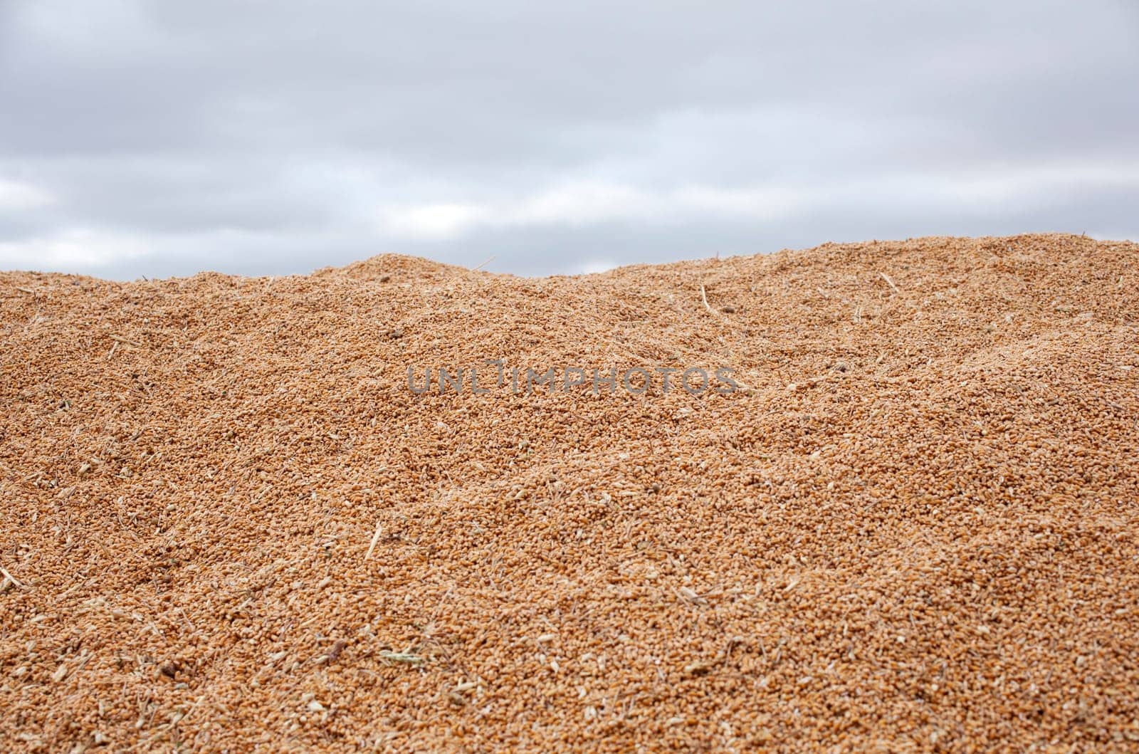 Wheat crop in spanish countryside