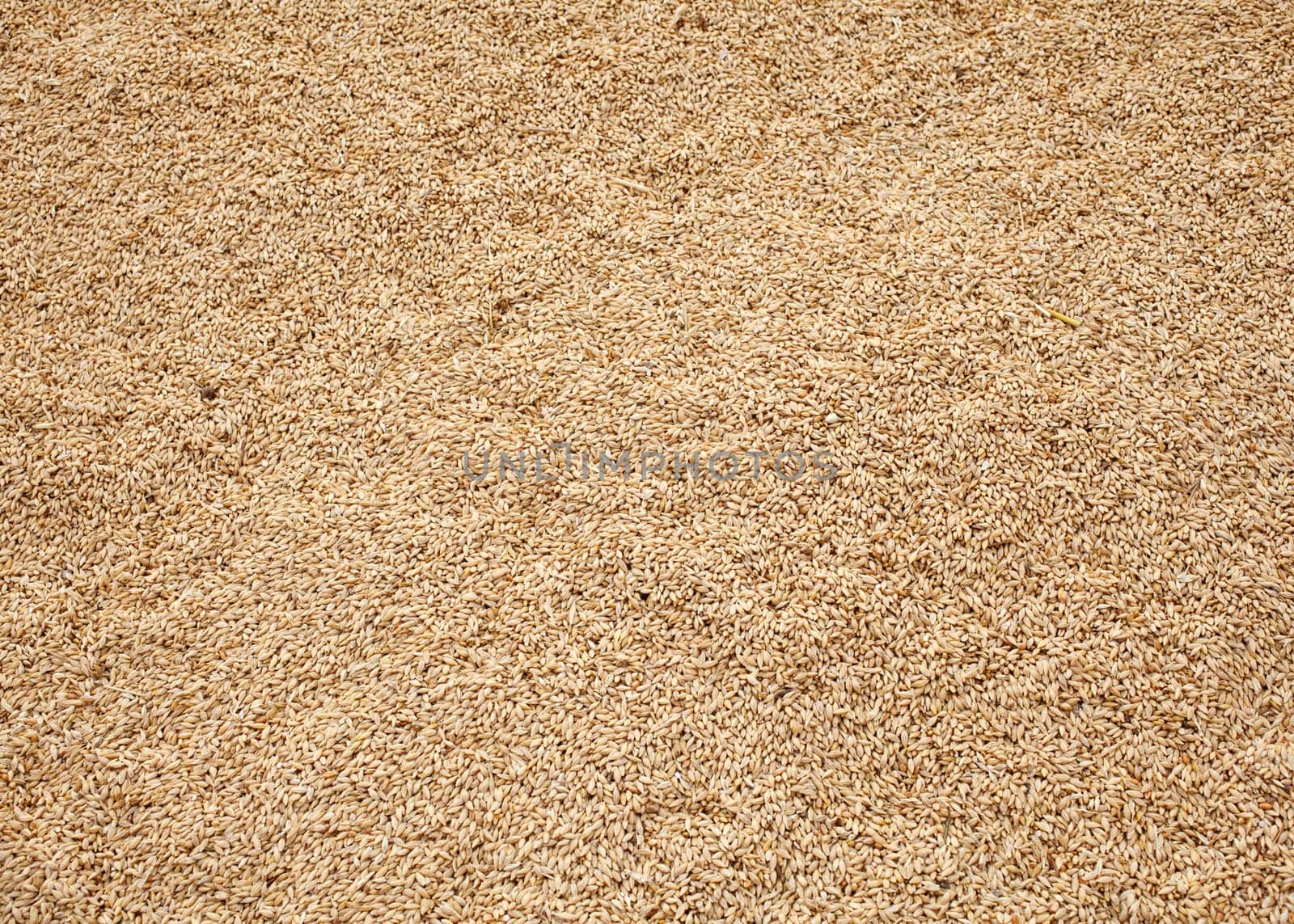 Wheat crop background, spanish countryside