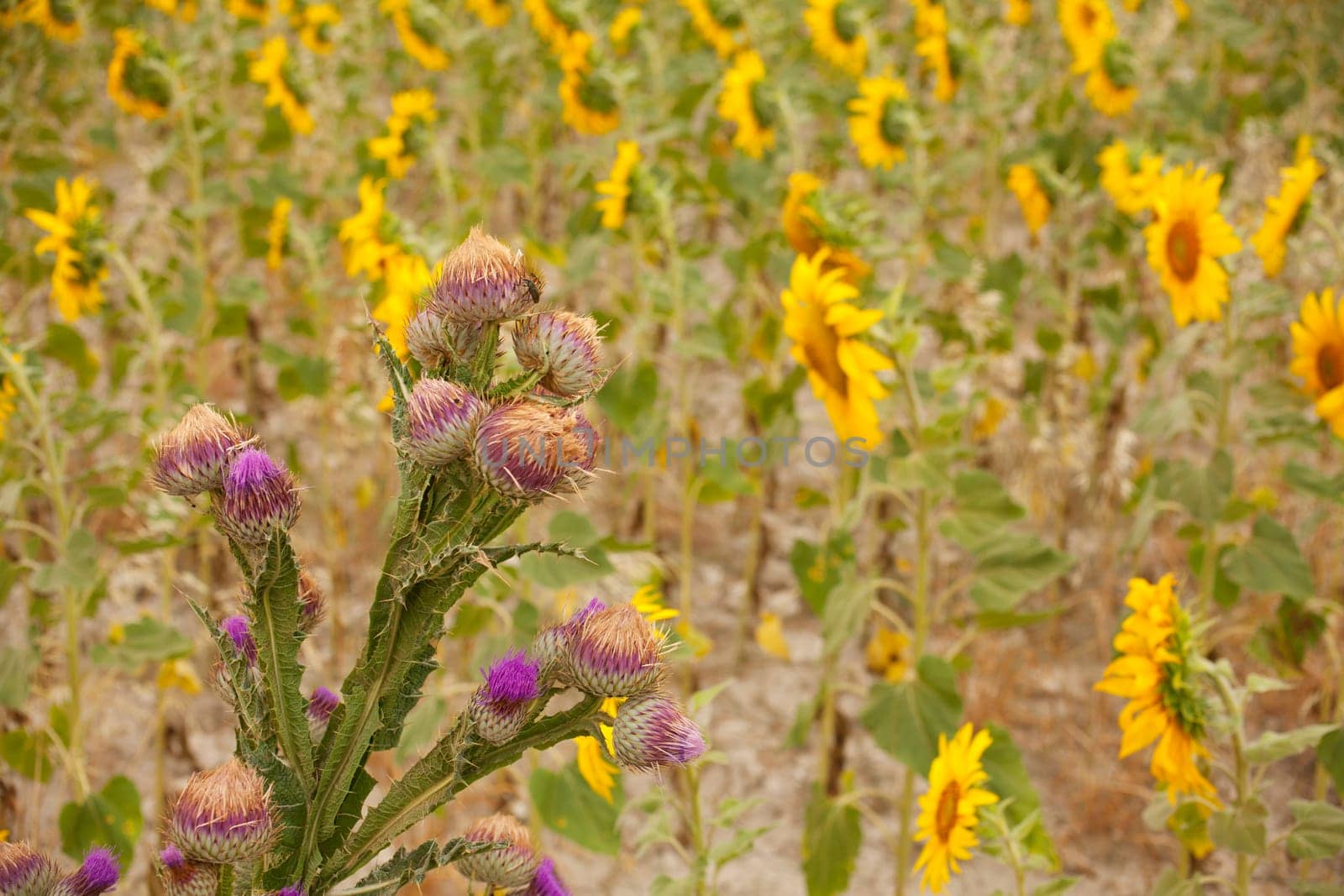 A lot of Sunflowers in spanish countryside