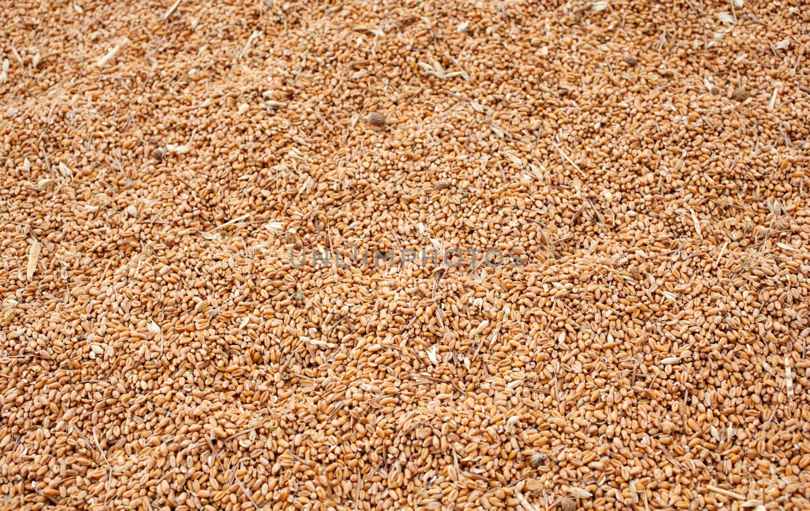 Wheat crop background, spanish countryside