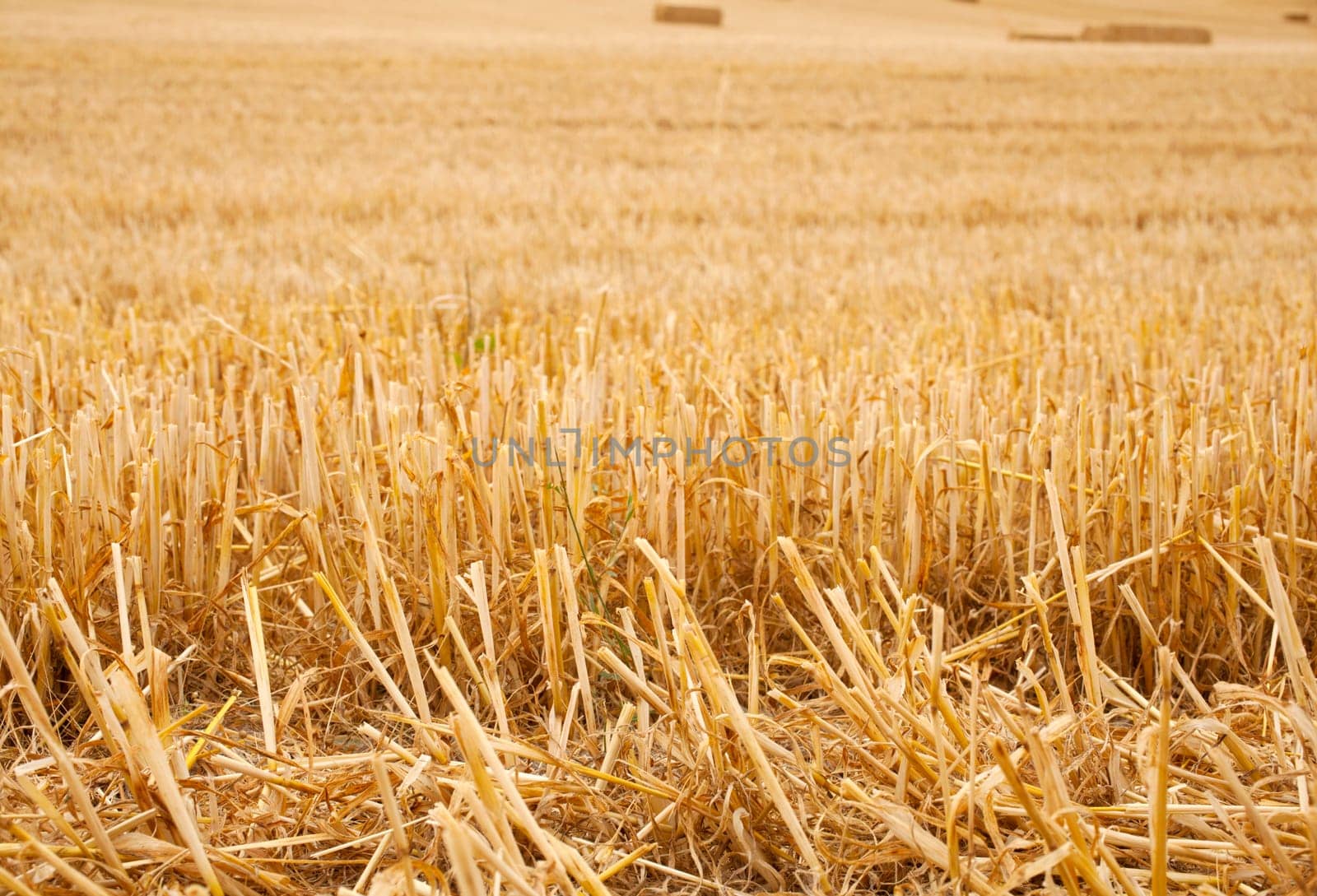 Ears of grain, spanish countryside