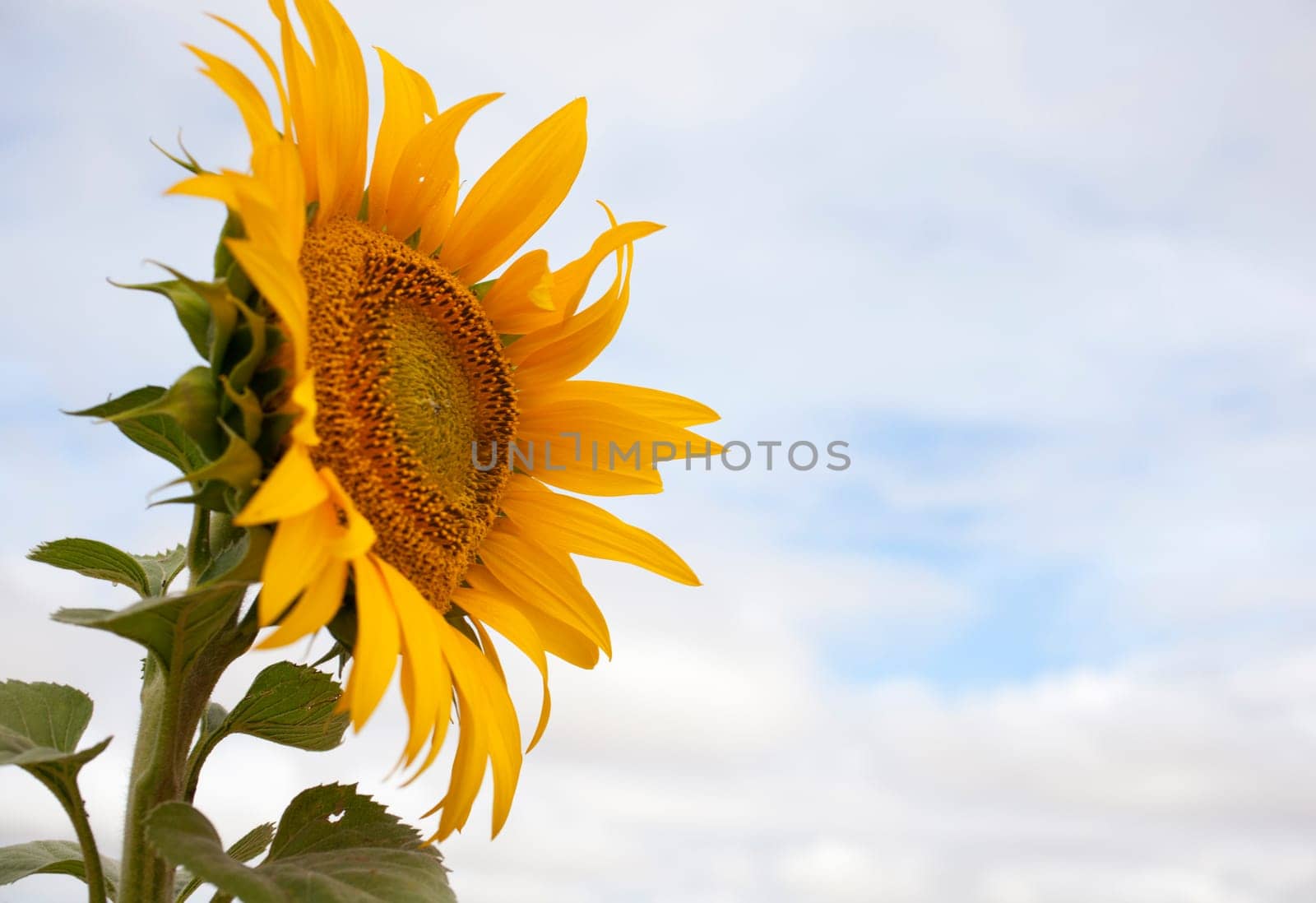 A lot of Sunflowers in spanish countryside