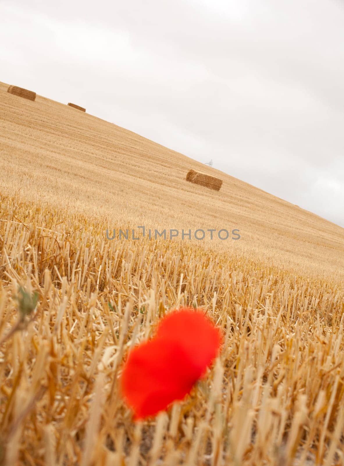 Poppy on a dried field, spanish countryside