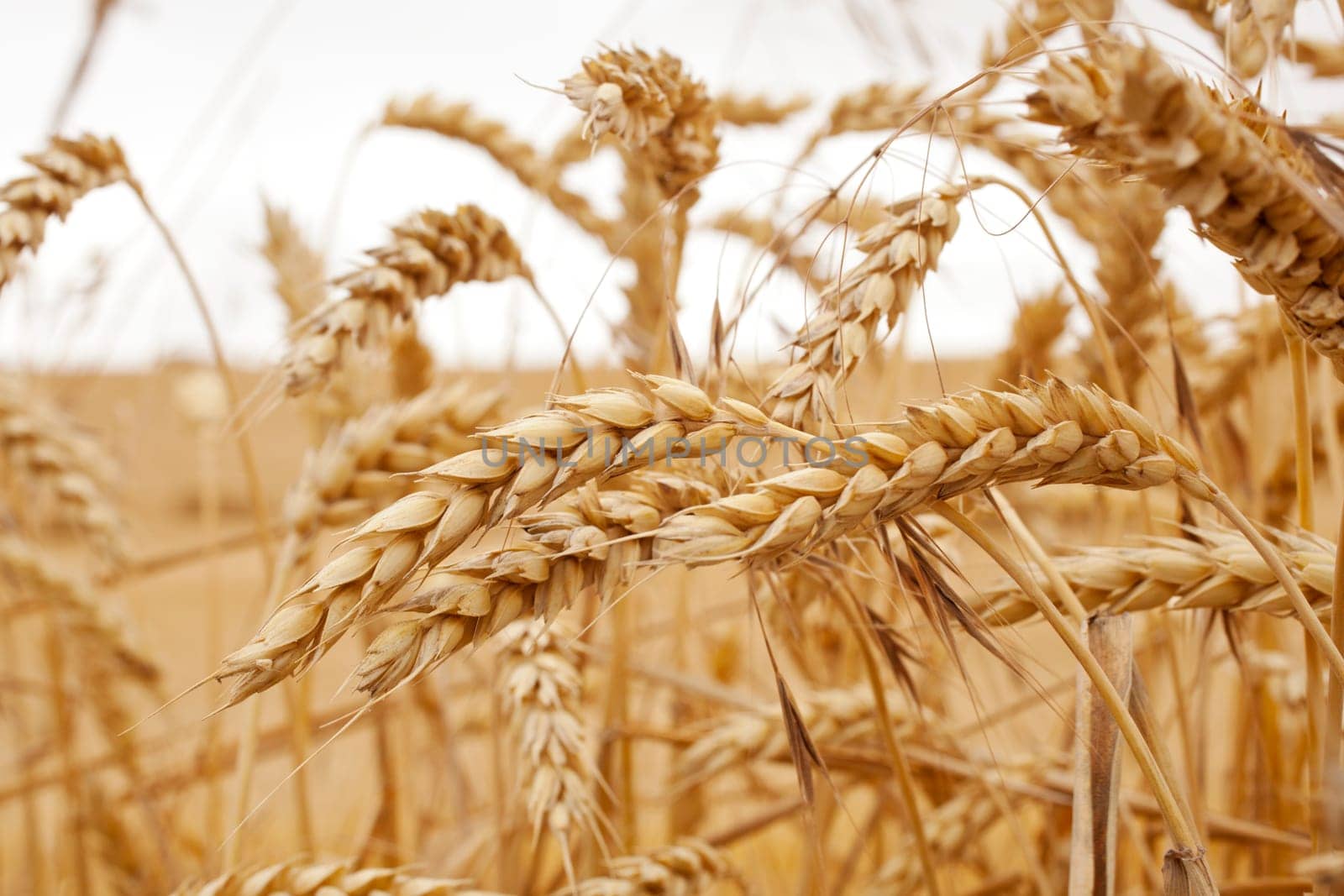 Ears of grain, spanish countryside