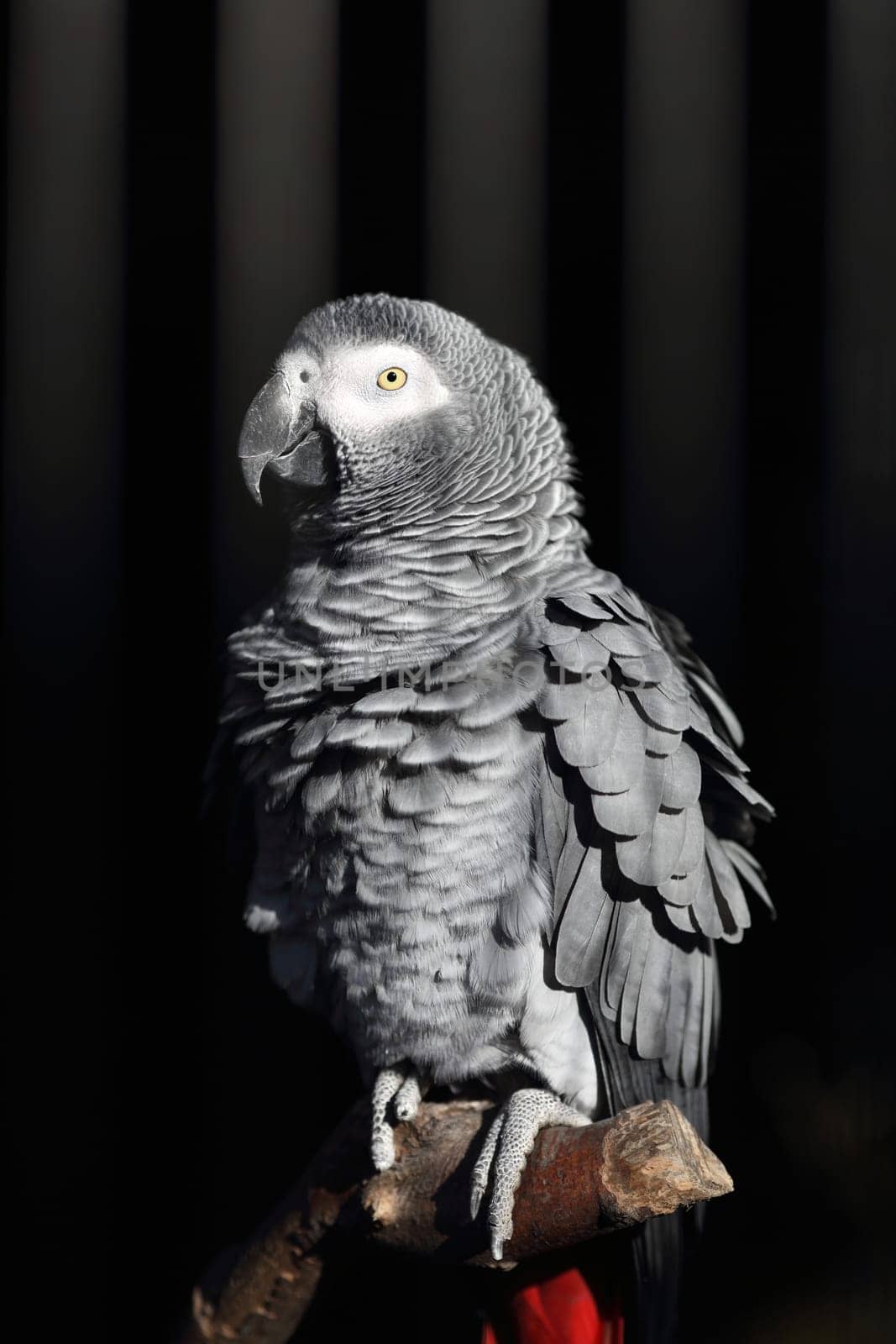 Details of an African Grey Parrot in captivity