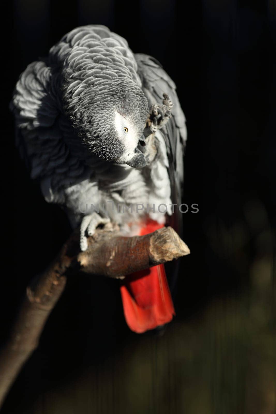 Details of an African Grey Parrot in captivity