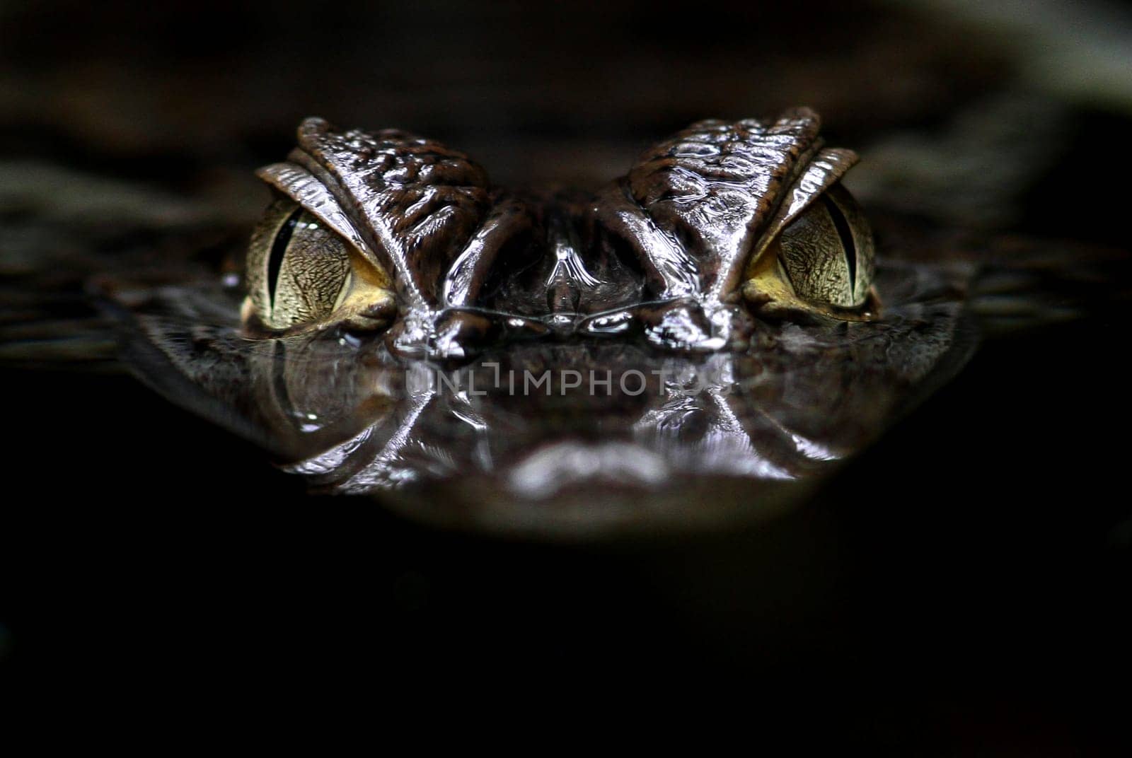 The Caiman (Caimaninae)