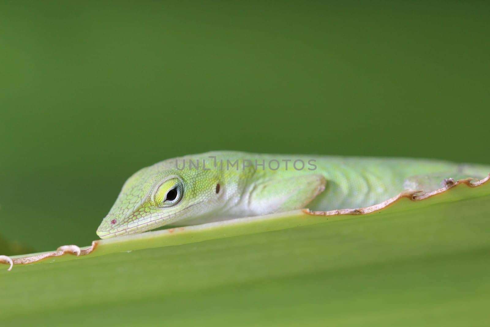 Red-throated anoles
