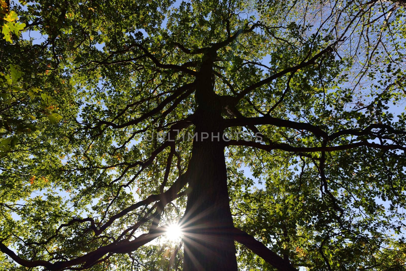 Rays of sunshine in the forest