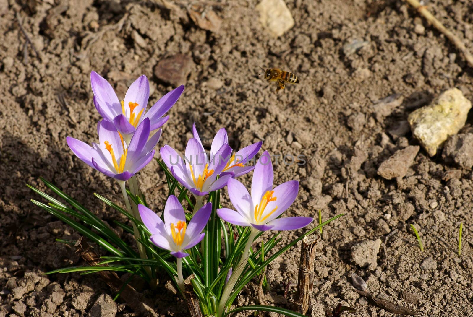 Die Nahaufnahme einer Tulpe, welche von einer Biene angeflogen wird.