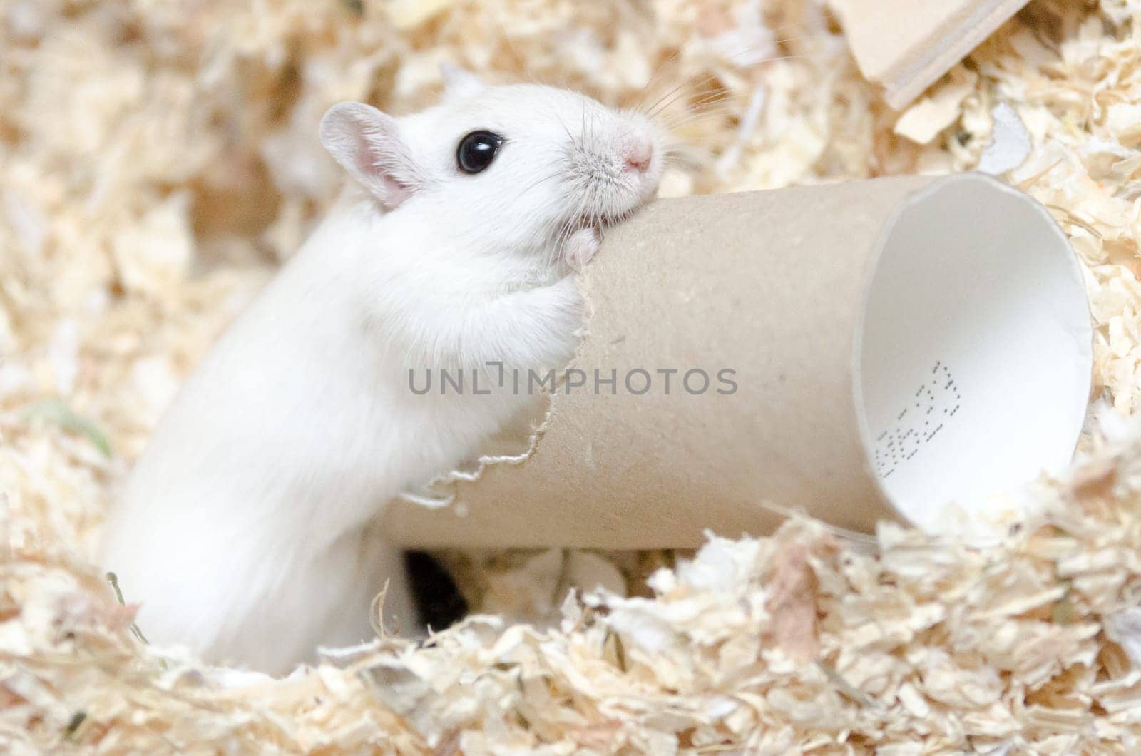 Mouse bites its way through