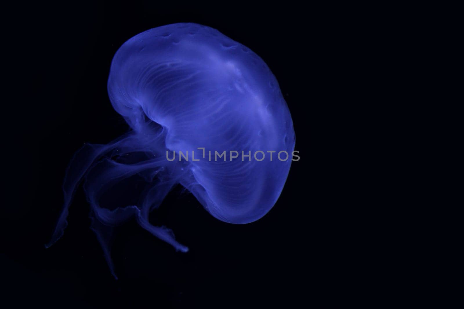 LIFE IN THE DEEP SEA
