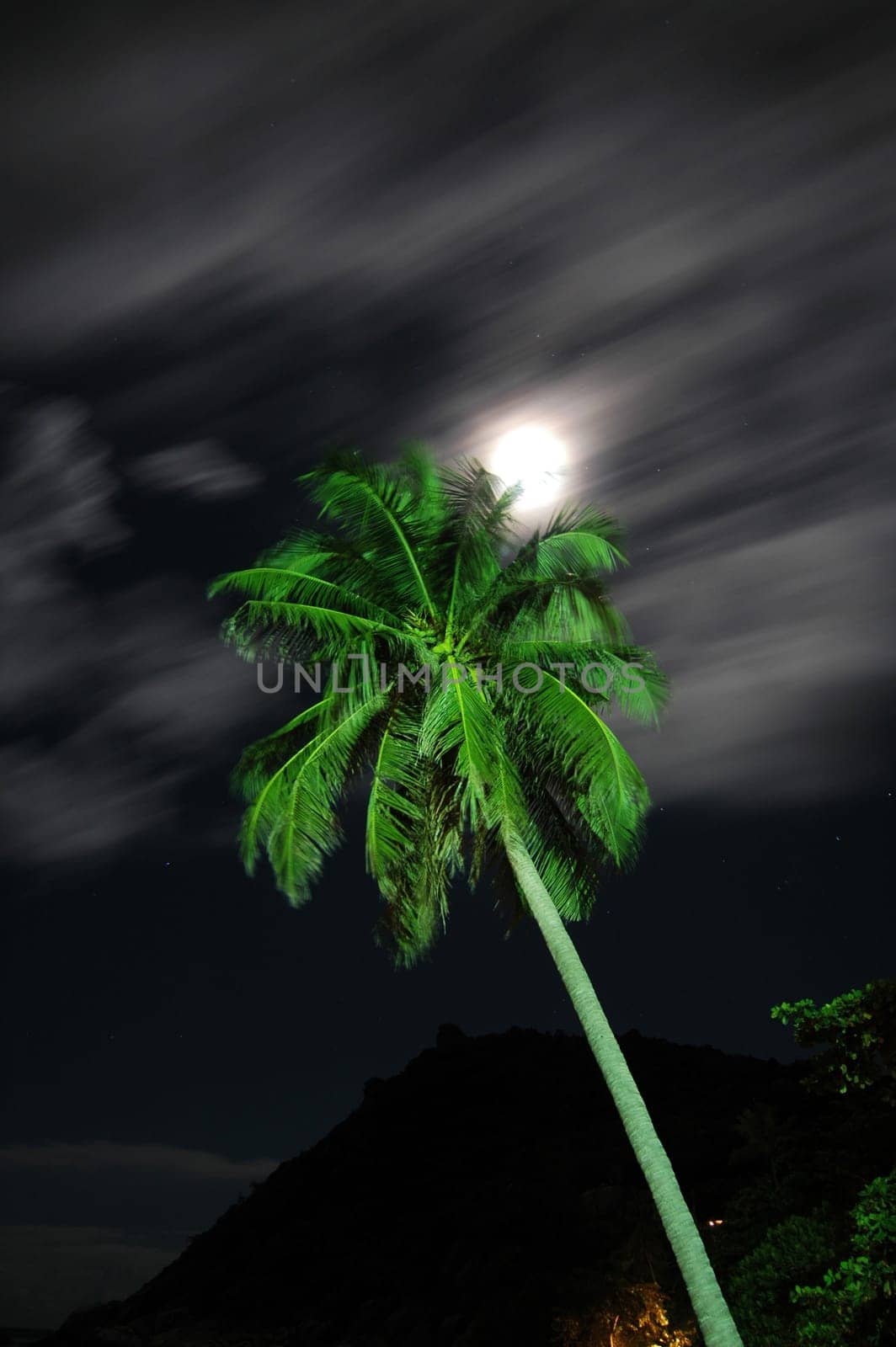 Palm tree at full moon