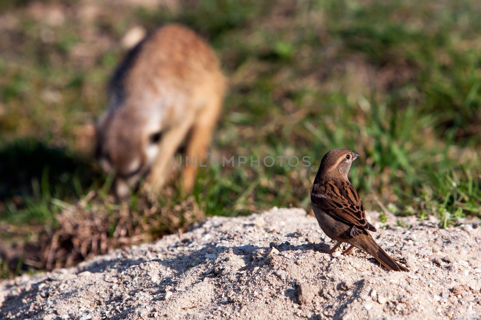 House Sparrow - Passer domesticus on sand look on suricatta in ZOO