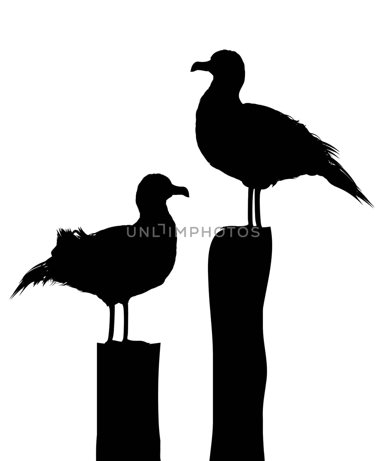 Silhouettes of two sea gulls standing on pier. Ioslated objects against white background.