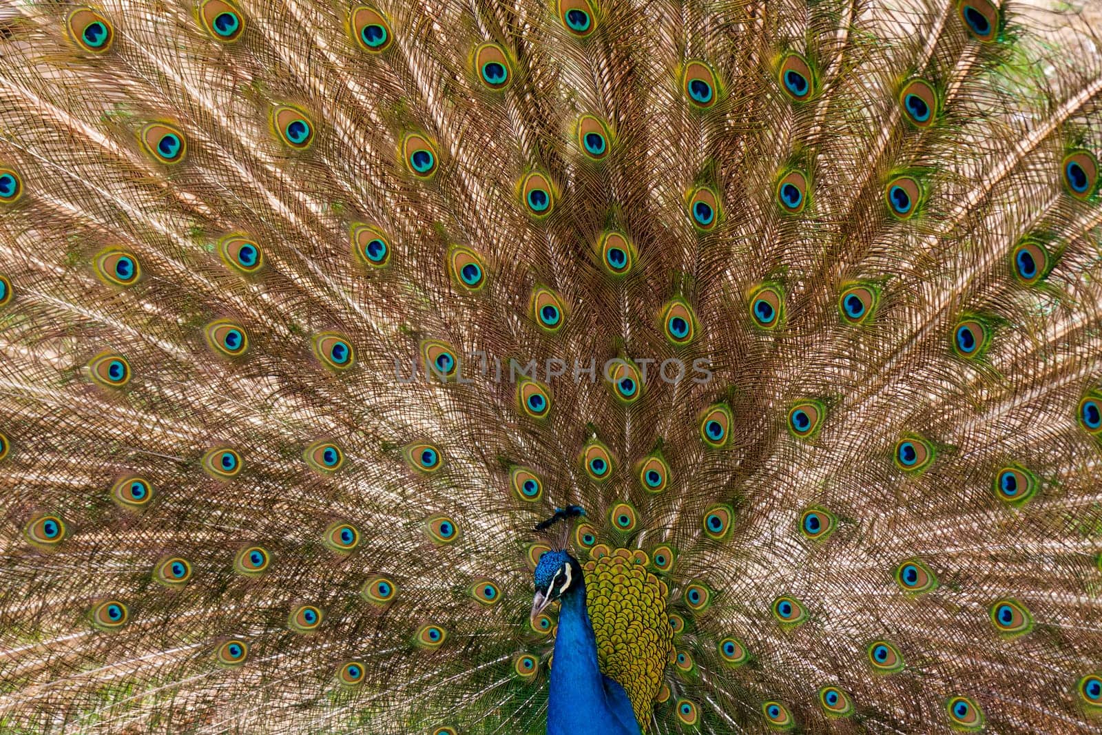 peacock with outstretched plumage